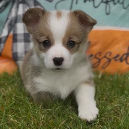 June - Sable female Pembroke Welsh Corgi puppy in Battle Ground, Washington from Westbrooke Kennels