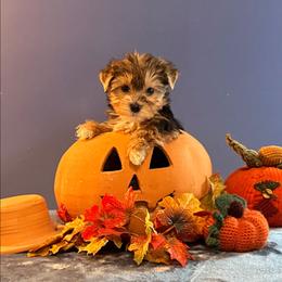 Edgar - Black and tan male Yorkshire Terrier puppy in Jacksonville, Arkansas from Royal Yorkie Terrier