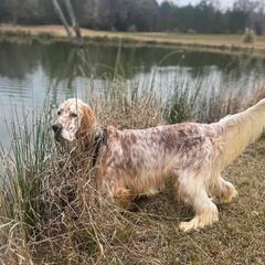 Amaretto - English Setter