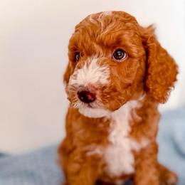 Andy - Red  male Goldendoodle puppy in Lakeland, Florida from Rolling Oak Doodles
