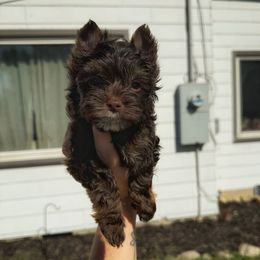 Harper - Chocolate, tan and white female Yorkshire Terrier puppy in Daleville, Indiana from Monarch Yorkshire Terriers