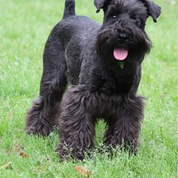 Brock's Miniature Schnauzer - Black female Miniature Schnauzer puppy in Greensburg, Louisiana from Brock’s  Miniature Schnauzers