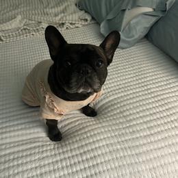 Izzy - French Bulldog