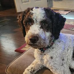 Athena - Lagotto Romagnolo