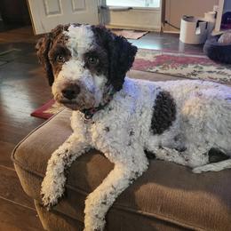 Athena - Lagotto Romagnolo