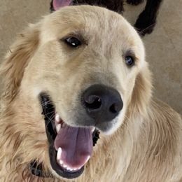 Goldendoodles from Trisha's Doodles