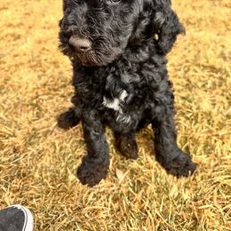 Goldendoodle Puppies from AZ Stickerdoodles