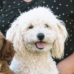 Cymber - Goldendoodle