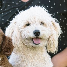 Cymber - Goldendoodle