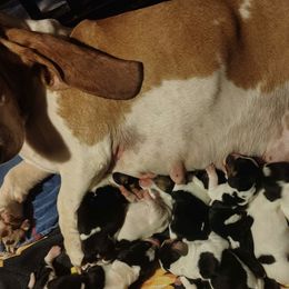 Basset Hounds from The Rocks Bassets