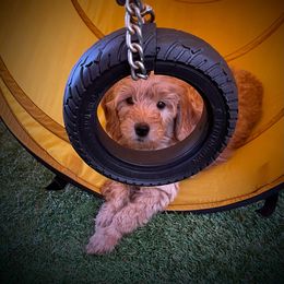 Goldendoodle Puppies from Ming’s Dynasty Doodles