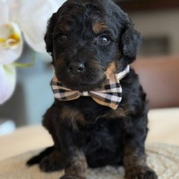 K-Phantom Boy - Phantom male Goldendoodle puppy in Lewisville, Texas from Texas Goldendoodle Lovers