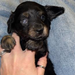 Fetty - Black and cream female Dachshund puppy in Rogue River, Oregon from Bear Feet Dachshunds