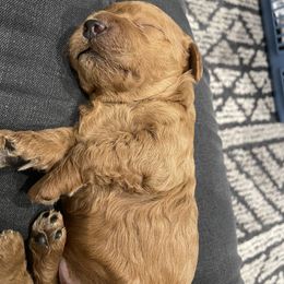 Goldendoodle Puppies from Wasatch Back Goldendoodles