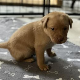 Dilute Retrievers and Labrador Retrievers from Payson Labradors