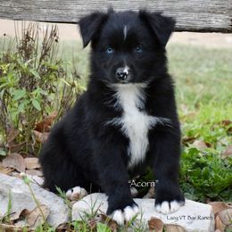 Acorn - Black & white male Miniature Australian Shepherd puppy in Evant, Texas from Lazy VT Bar Ranch