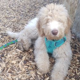 Chip - Fawn and white Sheepadoodle puppy in Austin, Texas from Darling Doodles