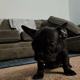 French Bulldog Puppies from frenchies f