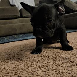 French Bulldog Puppies from frenchies f