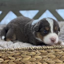 Girl 1: Fern - Red tri-color female Australian Shepherd puppy in Volant, Pennsylvania from Addie's Aussies