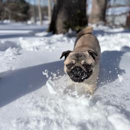 Hank - Pug