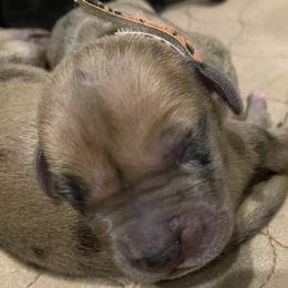 Girl 2 - Great Dane puppy in Dundee, Michigan from Weslow AKC Danes
