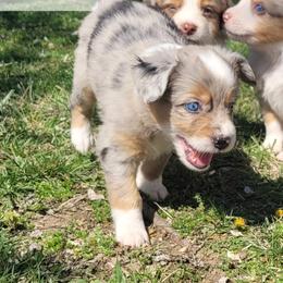 Arya - Blue merle female Miniature Australian Shepherd puppy in Independence, Kansas from Rutland Aussies
