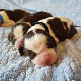 Larry - Liver white and tan male English Springer Spaniel puppy in Kingsport, Tennessee from Leandra's English Springer Spaniels