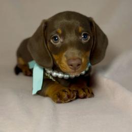 Scarlett Rose - Chocolate and tan female Dachshund puppy in Sutherland, Virginia from Sutherland Estates Dachshunds