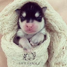 Pomsky Puppies from LittleLoyalzLLC