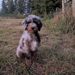 Olive - Blue merle female Aussiedoodle puppy in Yacolt, Washington from Aussiedoodles by Maggie
