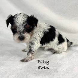 Peppermint Patty - Parti female Yorkshire Terrier puppy in Waldorf, Maryland from Luv My Yorkies, LLC