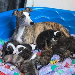 Whippet Puppies from Aristaios Farms