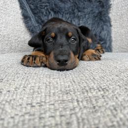 Doberman Pinscher Puppies from Haus of Hound