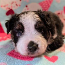 Cobain - Black tri male Toy Australian Shepherd puppy in Shepherd, Texas from GAMALA Farm & Kennels