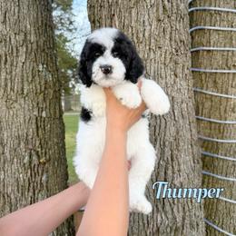 Thumper - Black and white male Bernedoodle puppy in Mount Vernon, Missouri from PoodlelyDoodlely