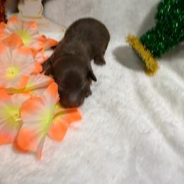 Green collar Boy 2 - Chocolate male Dachshund puppy in Pleasant Plains, Arkansas from JGBs Silver Spur Dachshunds