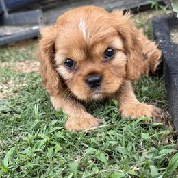 Cavalier King Charles Spaniel Puppies from Reynolds Farms Cavaliers