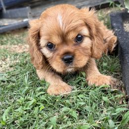 Cavalier King Charles Spaniel Puppies from Reynolds Farms Cavaliers