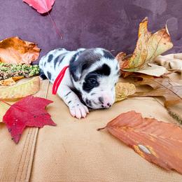 Wolfman - Harlequin male Great Dane puppy in Climax, Michigan from Beaver Creek Danes