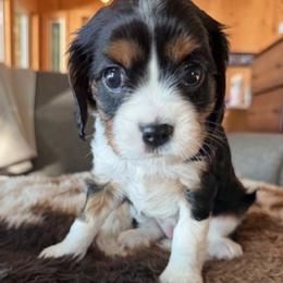 Cavalier King Charles Spaniel Puppies from Outerlochen Kennel - The Friends Litter - "The one with the new roommates"