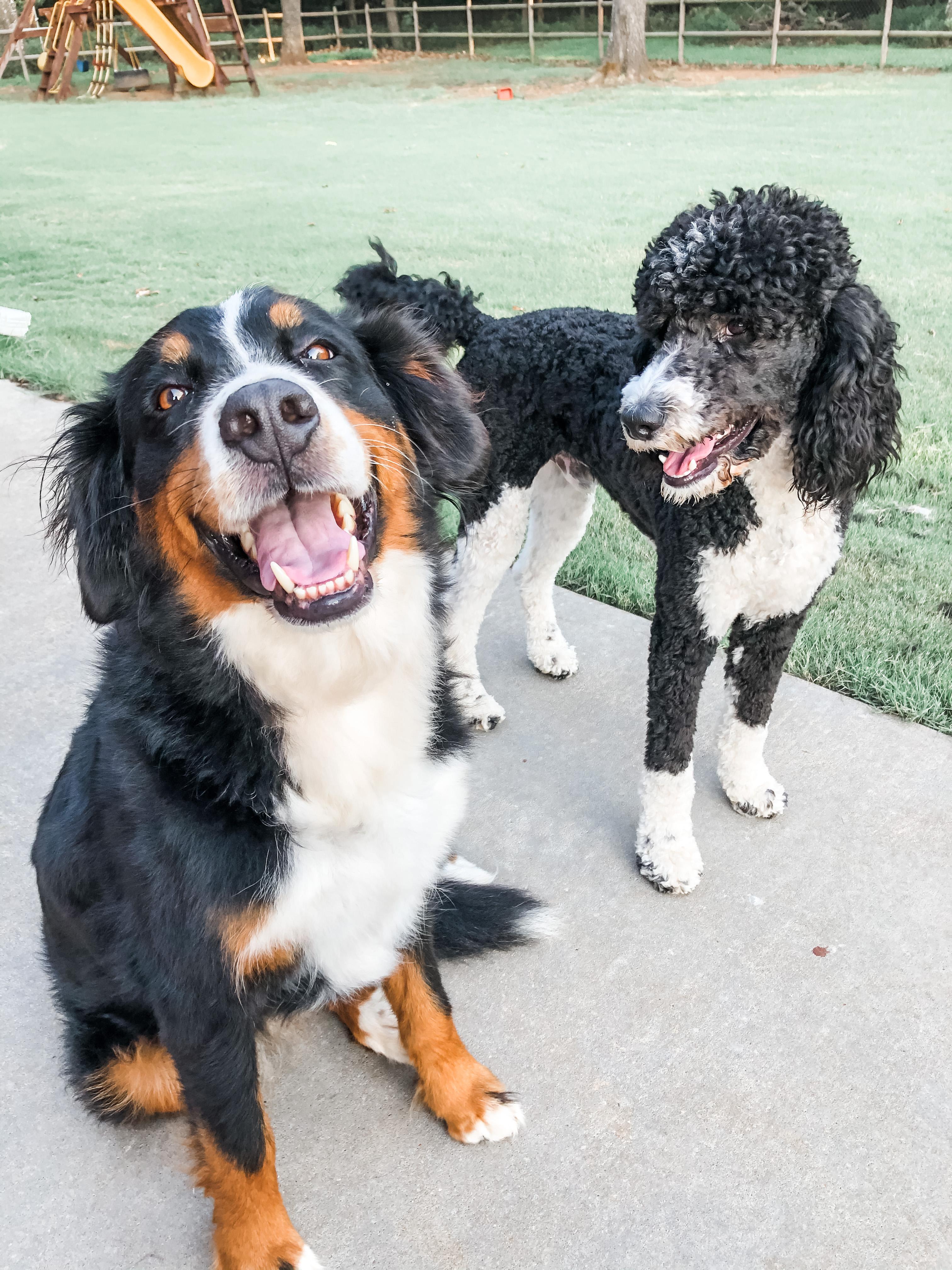 Baldridge Bernedoodles in Oklahoma Bernedoodle puppies Good Dog