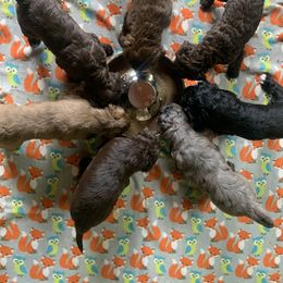 Goldendoodle Puppies from FamilyLoved Doodles