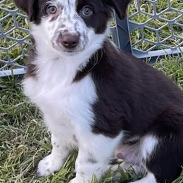 Miniature Australian Shepherds and Toy Australian Shepherds from 2e Ranch
