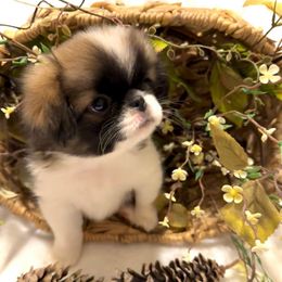 Ember - Sable and white female Japanese Chin puppy in Davisville, Missouri from Uniquely Yours, Shelly’s Japanese Chins