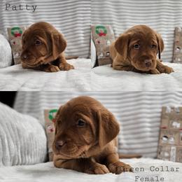 Patty - Yellow female Labrador Retriever puppy in Boyd, Minnesota from Lindley Labradors