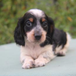Zander - Black and tan male Dachshund puppy in Hazlehurst, Georgia from DrakeFire Dachshunds
