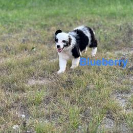 Miniature Australian Shepherd Puppies from Dutton's Show Me Farms