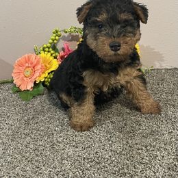 Penny - Black and tan female Welsh Terrier puppy in Park Rapids, Minnesota from Peggy’s Terriers