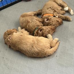 Goldendoodle Puppies from Fenna’s Goldendoodles